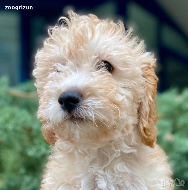 Малки кавапу пудели, снимка 1