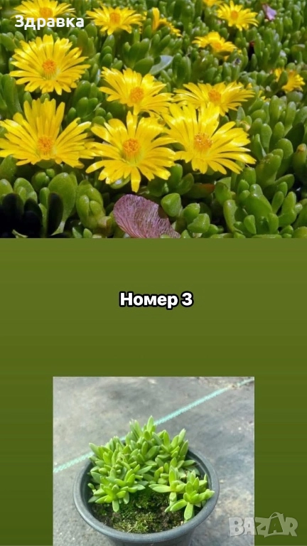 7цвята делосперма , снимка 1