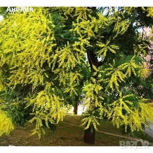 Китайски мехурник дърво за градината , снимка 1