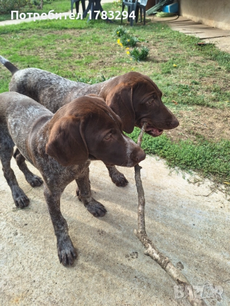 Курцхаари , снимка 1