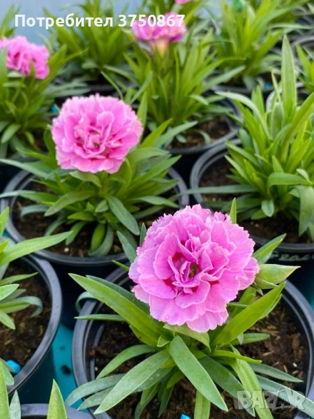 🧡💜🧡 Карамфил/Dianthus 🧡💜🧡, снимка 1