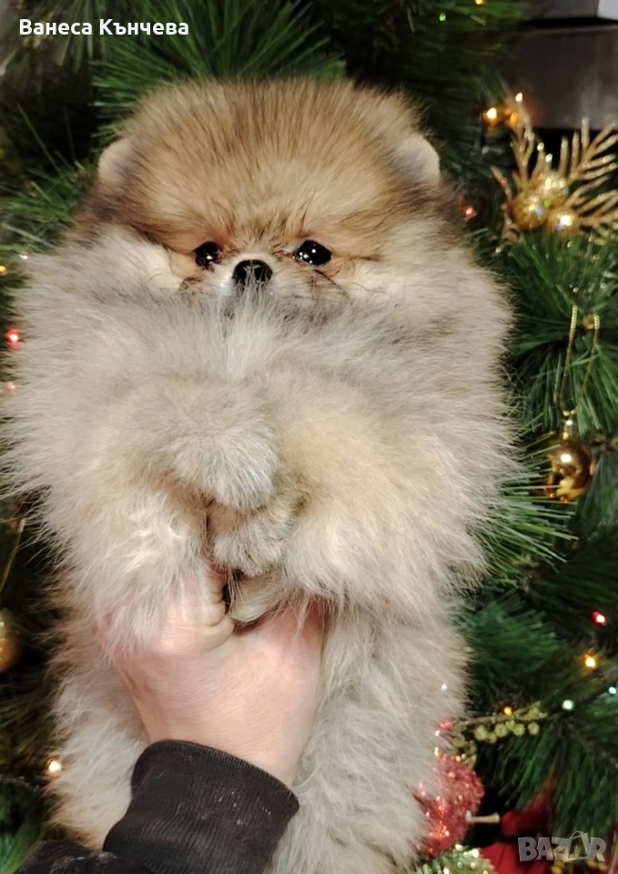 момченце , снимка 1