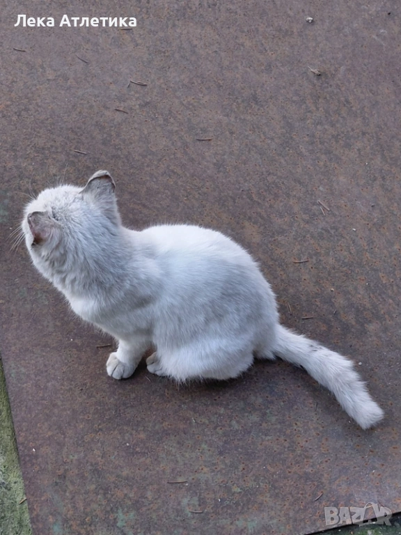 Подарявам малко коте, снимка 1