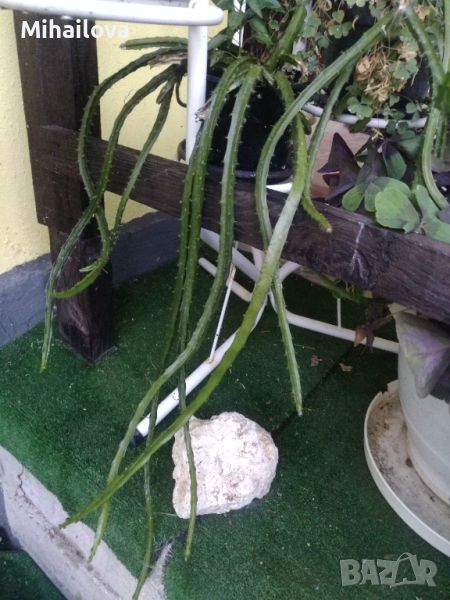 Разпродажба на растения в саксии, снимка 1