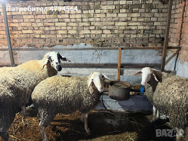 Продавам, снимка 3 - Овце - 54171747