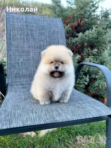 Померан мини момче със втора ваксина, снимка 2 - Померан - 53616322