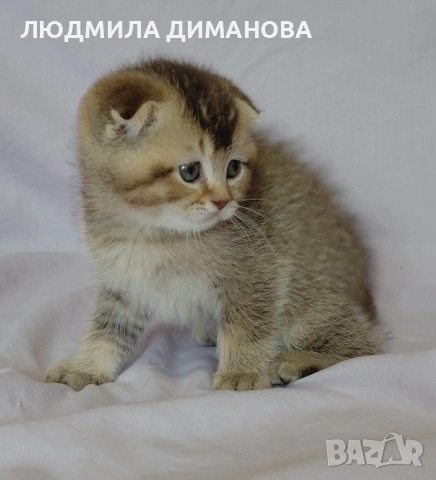 Шотландско мъжко. 