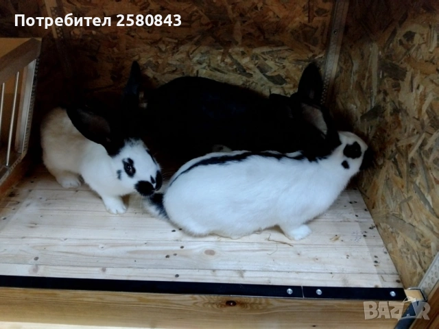 Черно бели на 3 месеца ваксинирани, снимка 3 - Други - 53669669