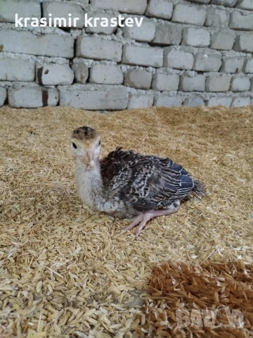 Свободни пуйчета, снимка 2 - други­ - 53667620