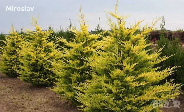 Кипарис Лейланди (Златен ездач), снимка 6 - Градински цветя и растения - 49938287