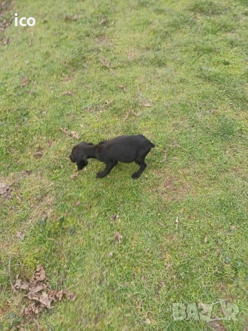 3 кученца курцхаар/кокер, снимка 3 - Курцхаар - 52969383