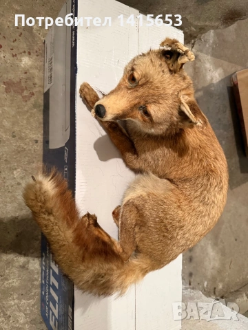 Продавам препарирана лисица, снимка 3 - Други ценни предмети - 54246212