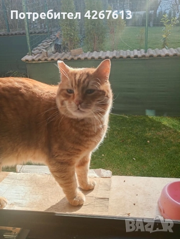 Млад гальовен Рижко търси дом, снимка 2 - Други - 53925294