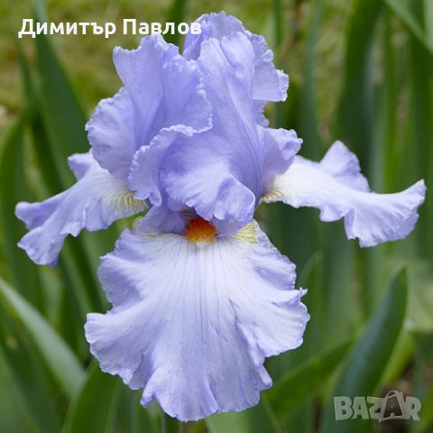 Перуника,ирис - различни цветове високи ароматни, снимка 10 - Градински цветя и растения - 37148734