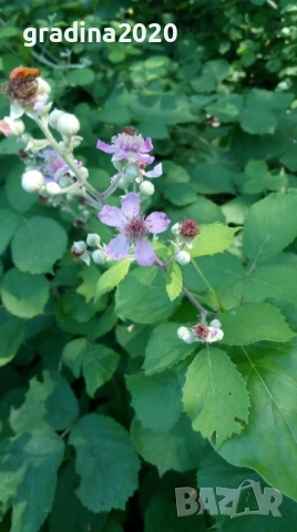 Розово цъфтяща сладка къпина (Лох мери), снимка 5 - Градински цветя и растения - 27265616