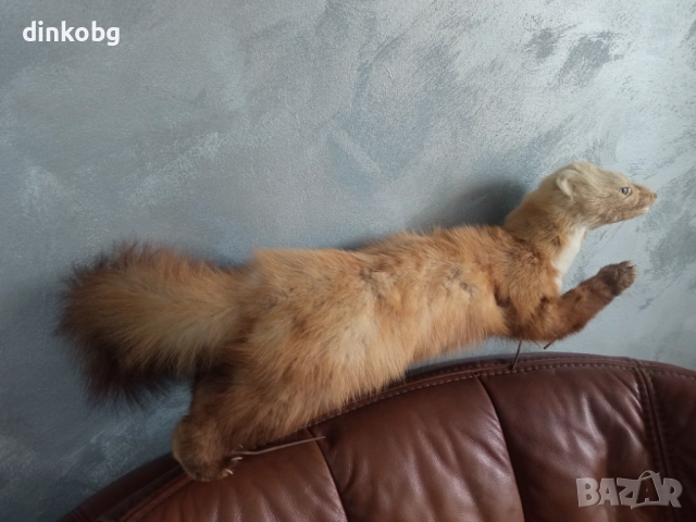 Препарирана жълта златка, снимка 1