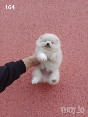 Померан. Мъжки и женски бели Померани. Реални снимки !, снимка 14 - Померан - 53010188