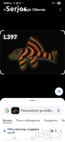 Сомчета Хипанцитрус , снимка 3 - Рибки - 52352323