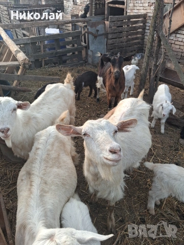 кози с големи ярета , снимка 3 - Кози - 53801592