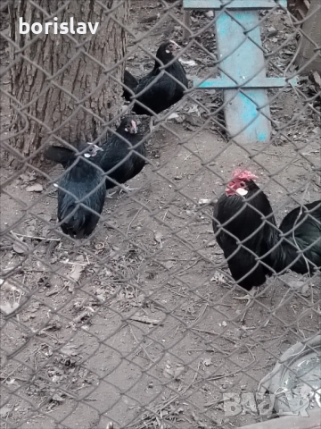 Продавам розкомб кокошки, снимка 4 - други­ - 52877736