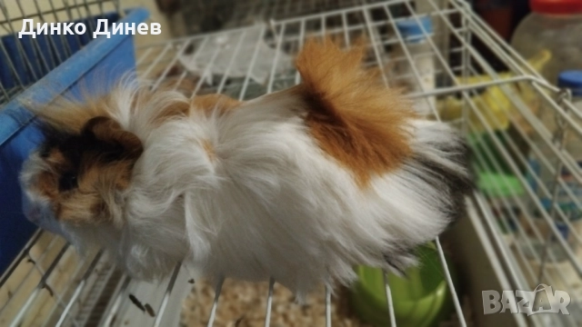 морски свинчета 