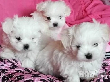 Малтийска болонка , снимка 2 - Болонка - 53428101