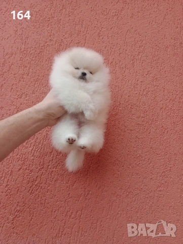 Миниатюрно мини момиченце. Мини Померан. Реални снимки !, снимка 10 - Померан - 53217166