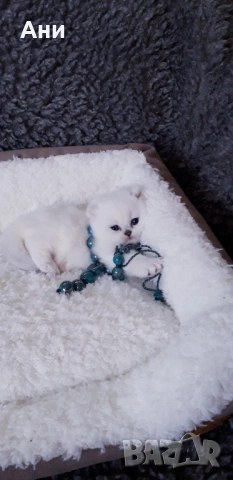 Шепичка Любов.Котенца Мечта., снимка 5 - Британска късокосместа - 54254983