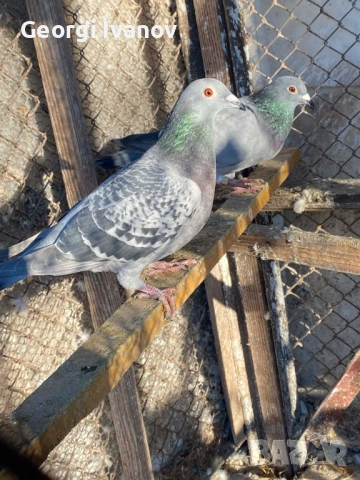 спортни пощи женски, снимка 5 - Гълъби - 53636917