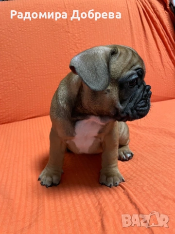 Френски булдог