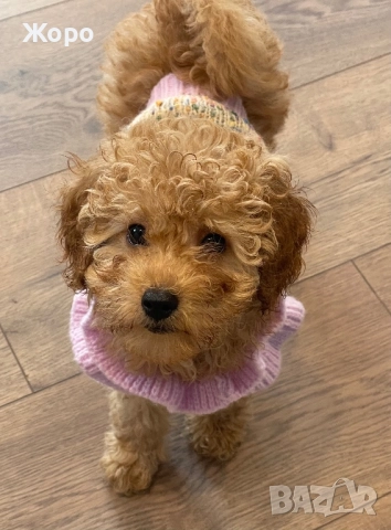 Той пудел момиче