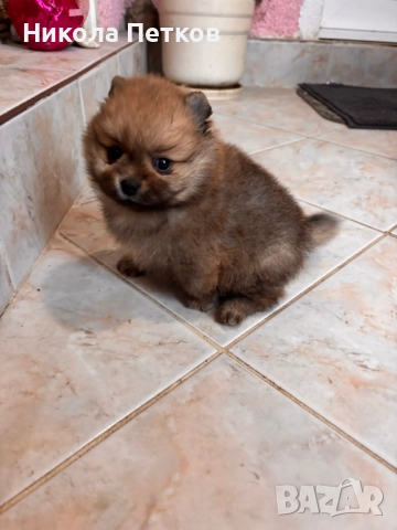 Померан мини, снимка 5 - Померан - 52997172