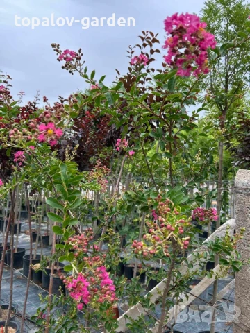 лагерстремия Индиски люляк, снимка 5 - Градински цветя и растения - 51415619