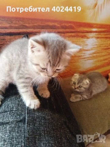 малки котенца, снимка 9 - Британска късокосместа - 52258422