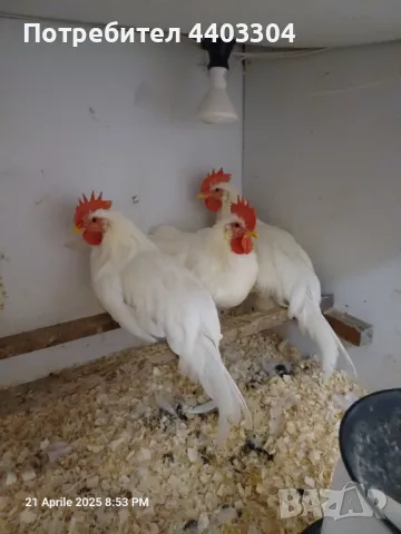 Продавам петли легхорн , снимка 1