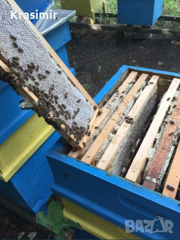 Продавам Кошери с Пчели Пчелни семейства Отводки Оплодени Пчелни Майки, снимка 4 - За пчели - 52760825