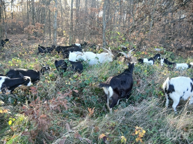 Продавам кози, снимка 8 - Кози - 51052138