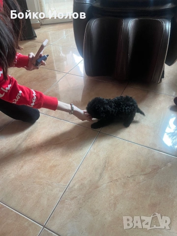 Мини, мини пуделче, снимка 2 - Пудели - 53139483
