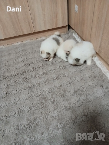 Mini Pomeran , снимка 9 - Померан - 52868566