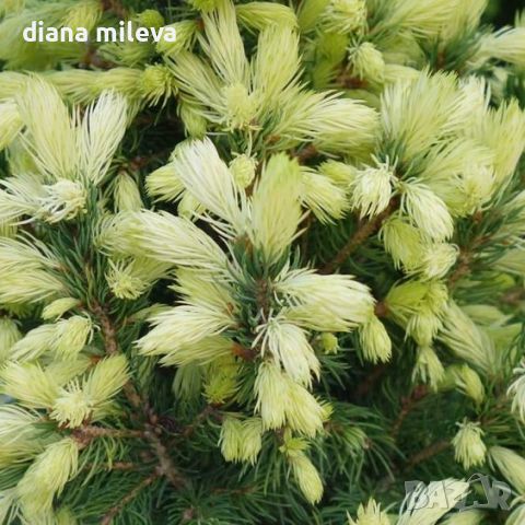 Пицея Дейзи, Picea glauca 'Daisy's White', снимка 2 - Градински цветя и растения - 45407305