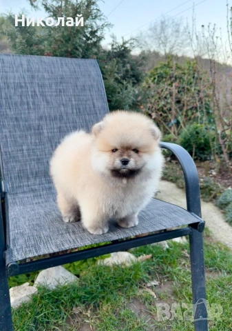 Померан мини момче със втора ваксина