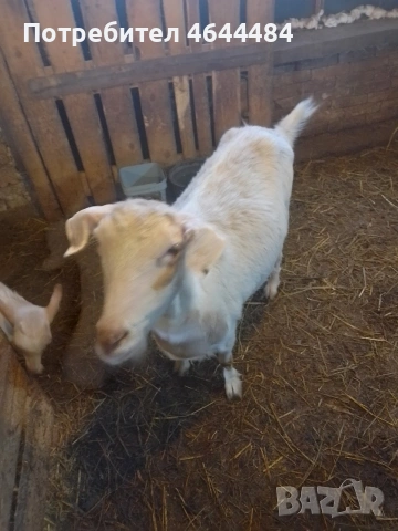 Млечна коза, снимка 3 - Кози - 53729757