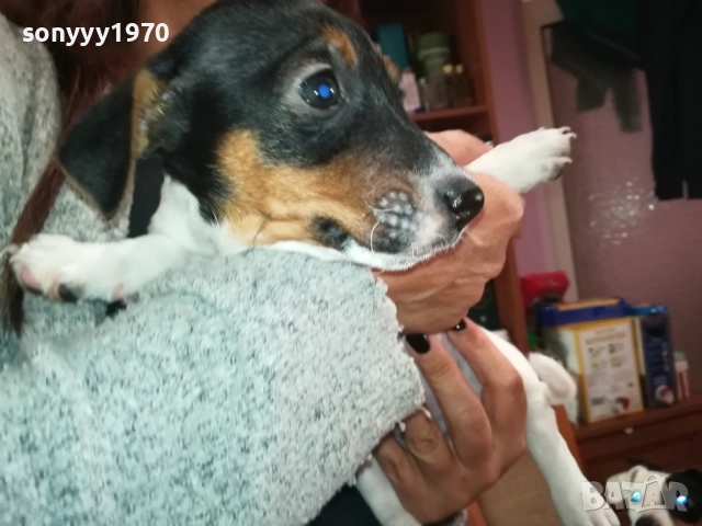 ЖЕНСКО КУТРЕ-ДЖАК РЪСЕЛ НА 40 ДЕНА 2909251558, снимка 13 - Джак ръсел териер - 51879256