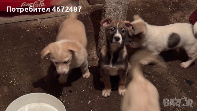 Подаряват се кученца, снимка 8 - Други - 52700983