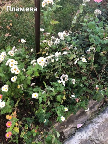 Корен хризантема цикламена бяла и червена, снимка 3 - Градински цветя и растения - 40699216