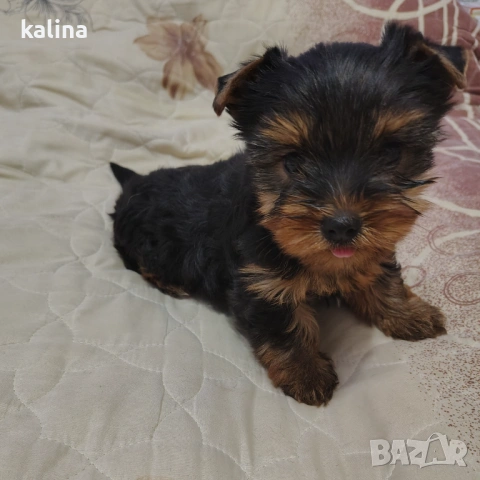 Продавам йоркширски териер , снимка 2 - Йоркширски териер - 53449460