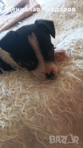 Пинчер-Джак ръсел , снимка 5 - Пинчер - 54238343