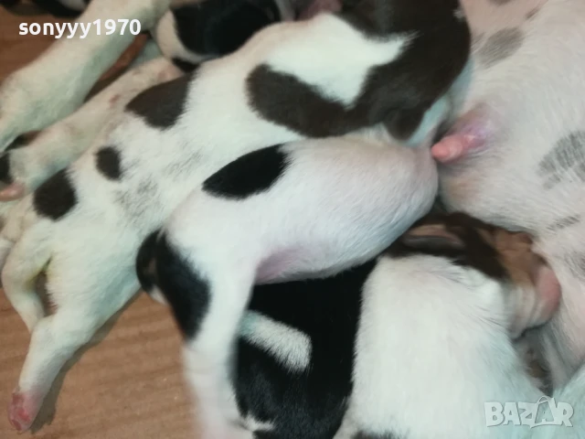 ДЖАК РЪСЕЛ-ПРОДАВАМЕ КУЧЕНЦА 2008250929, снимка 13 - Джак ръсел териер - 51425825