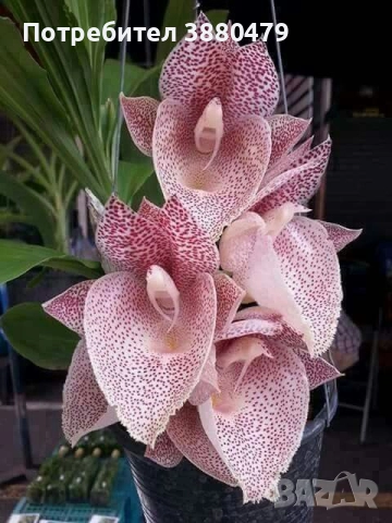 семена от красиво екзотично цвете