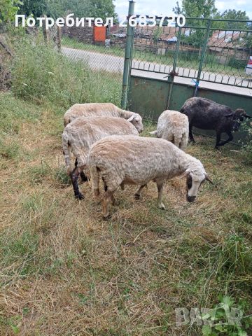5 бр овце цена за 1 бр 380 лв, снимка 3 - Овце - 46398947